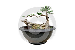 Premna tree inprocess to bonsai on white background