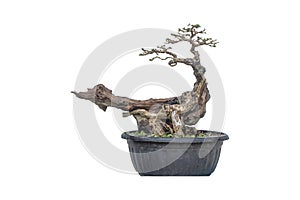 Premna tree inprocess to bonsai on white background