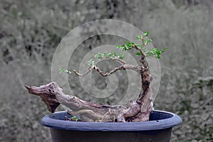 The Premna tree is in the process of creating a bonsai