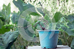 The Premna tree is in the process of creating a bonsai