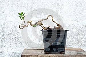 The Premna tree is in the process of creating a bonsai