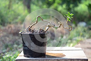 The Premna tree is in the process of creating a bonsai