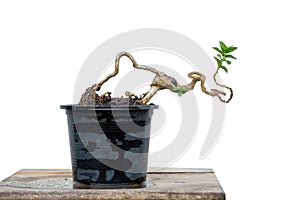 The Premna tree is in the process of creating a bonsai