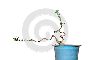 The Premna tree is in the process of creating a bonsai