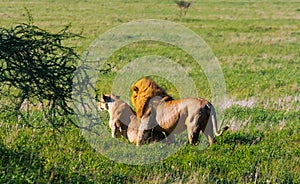 A premonition of love. The lion and lioness resting on the ground. Savanna of Tanzania, Africa