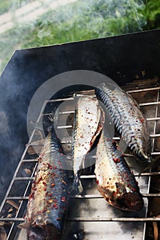 Prep fish in smokehouse