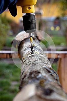 Preparation of an beech tree stub for fungiculture and cultivation