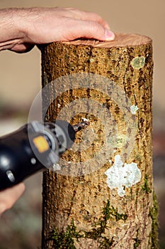 Preparation of an beech tree stub for fungiculture and cultivation, mushroom farm
