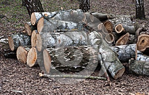 Preparation of birch firewood. The sawn tree into chocks