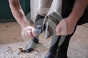 Preparation and cleaning  horse with a brush