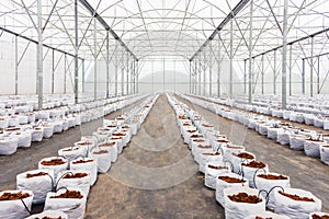 Preparation coco peat in greenhouse