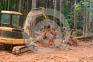 In preparation for construction of a residential complex, excavators tractors are uprooting trees