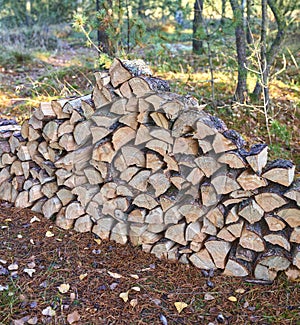Preparation of firewood for the winter. Stacks of firewood in the forest. Firewood background. Sawed and chopped trees
