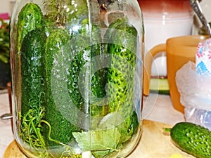Preparation of fresh cucumbers for pickling on the winter. Home canning. Natural and healthy food.