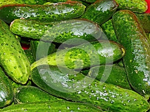 Preparation of fresh cucumbers for pickling on the winter. Home canning. Natural and healthy food. Salty cucumber