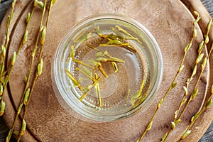 Preparation of a gemmotherapy tincture from willow buds and bark