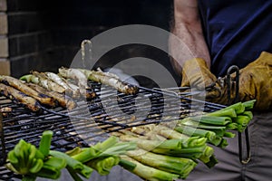 Preparation of grilled calÃ§ots, variety of tender onion.