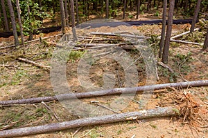 Preparation of land for housing new complex property by deforestation of forest and digging up tree stumps and roots