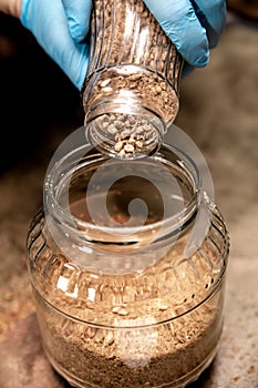 Preparation of mycelial pellets with organic substrate, work on a mushroom farm
