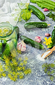 Preparation for pickling cucumbers. Preservation.