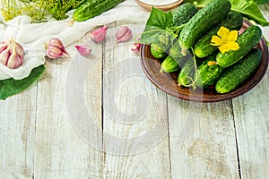 Preparation for pickling cucumbers. Preservation.