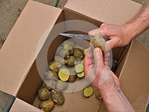 Preparation of potato seeds in a village farm