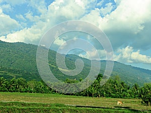 Rice fields at SIGI regency, Indonesia