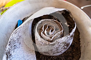 Preparation of seedlings in a roll of foamed polyethylene. Soil with plant seeds is packed in a roll for sprouting seedlings in