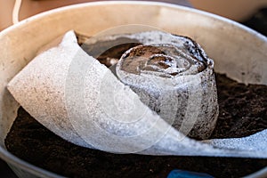 Preparation of seedlings in a roll of foamed polyethylene. Soil with plant seeds is packed in a roll for sprouting seedlings in