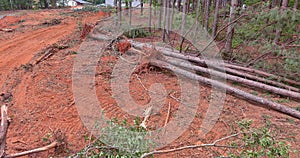 In preparation for subdivision construction, uprooting trees in a pine forest was a crucial part of the preparations