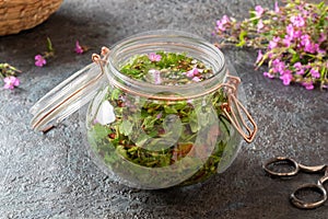 Preparation of tincture from fresh herb-Robert twigs