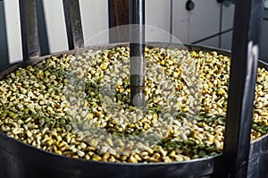 Preparation of the traditional Peruvian corn tamal, industrial corn peeler. photo