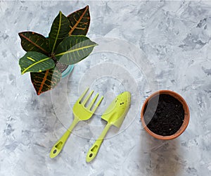 Preparation for transplantation of the flower codieum croton. Ceramic pots with flower, soil and tools for transplanting