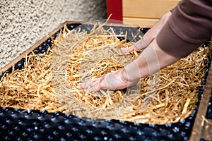 Preparation and work stages for fungiculture at a mushroom farm, straw into a raised bed