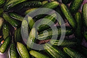 Preparations cucumbers for traditionally pickling vegetables