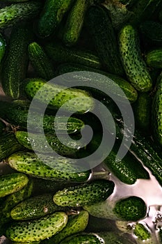 Preparations cucumbers for traditionally pickling vegetables