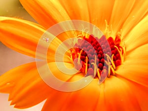 Preparations made on the basis of Calendula have a calming effect on the central nervous system