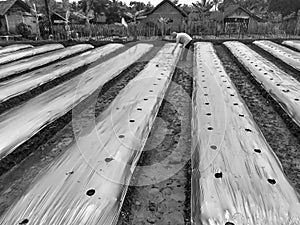 Prepare for the chili field