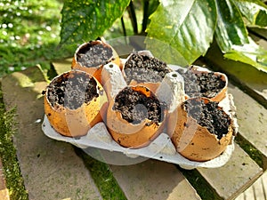 How to make recycled seedbeds, with cardboard or egg cups, other recycled materials