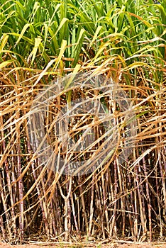 Prepare sugarcane field