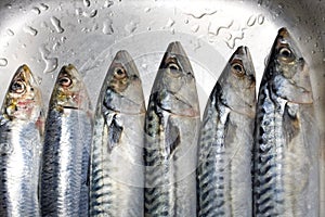 Prepared fish closeup