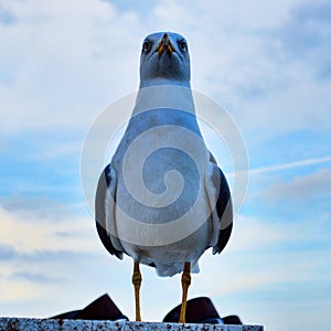 Prepared for flight photo