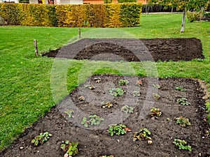 prepared flower beds for spring. only strawberries overwinter. garden photo