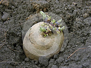 Prepared germinating potato
