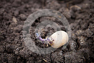 Prepared germinating potato in the planting process