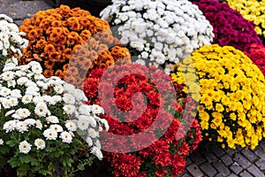 Prepared for sale at a street fair, bright autumn flowers are housed in large boxes.