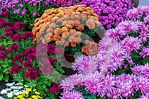 Prepared for sale at a street fair, bright autumn flowers are housed in large boxes.