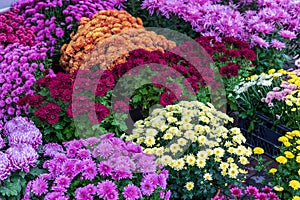 Prepared for sale at a street fair, bright autumn flowers are housed in large boxes.