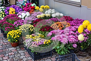 Prepared for sale at a street fair, bright autumn flowers are housed in large boxes.