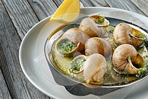 Prepared snails with butter sauce, on white salty plate on wooden background. Snails baked with sauce, Escargot Snails.